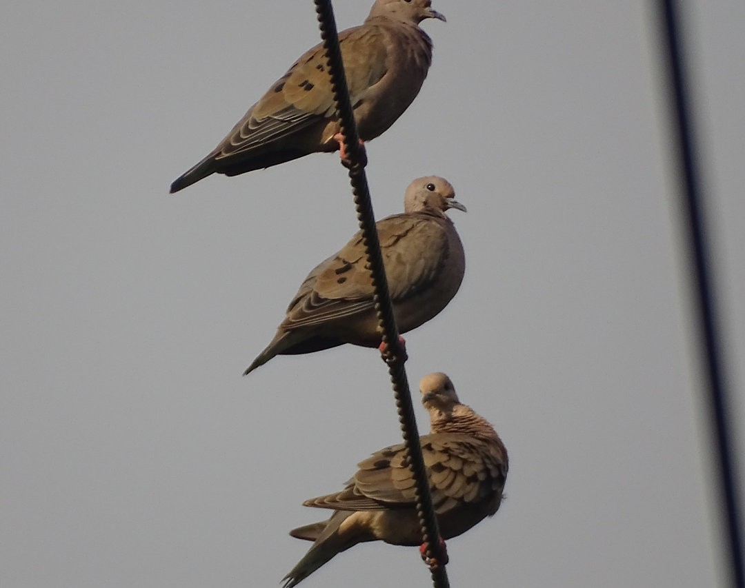 ミミグロバト - ML646547526