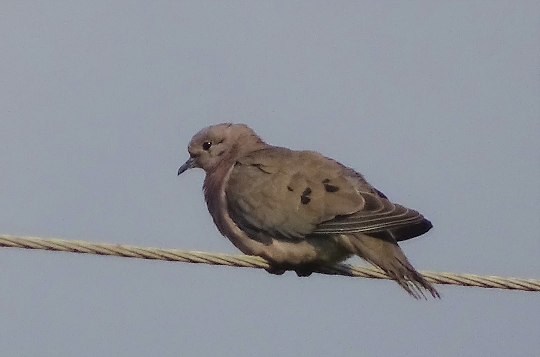 ミミグロバト - ML646547527