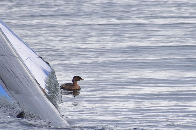 Little Grebe - ML646547528