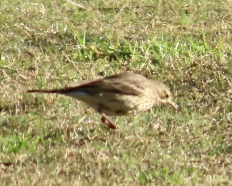 American Pipit - ML646547529