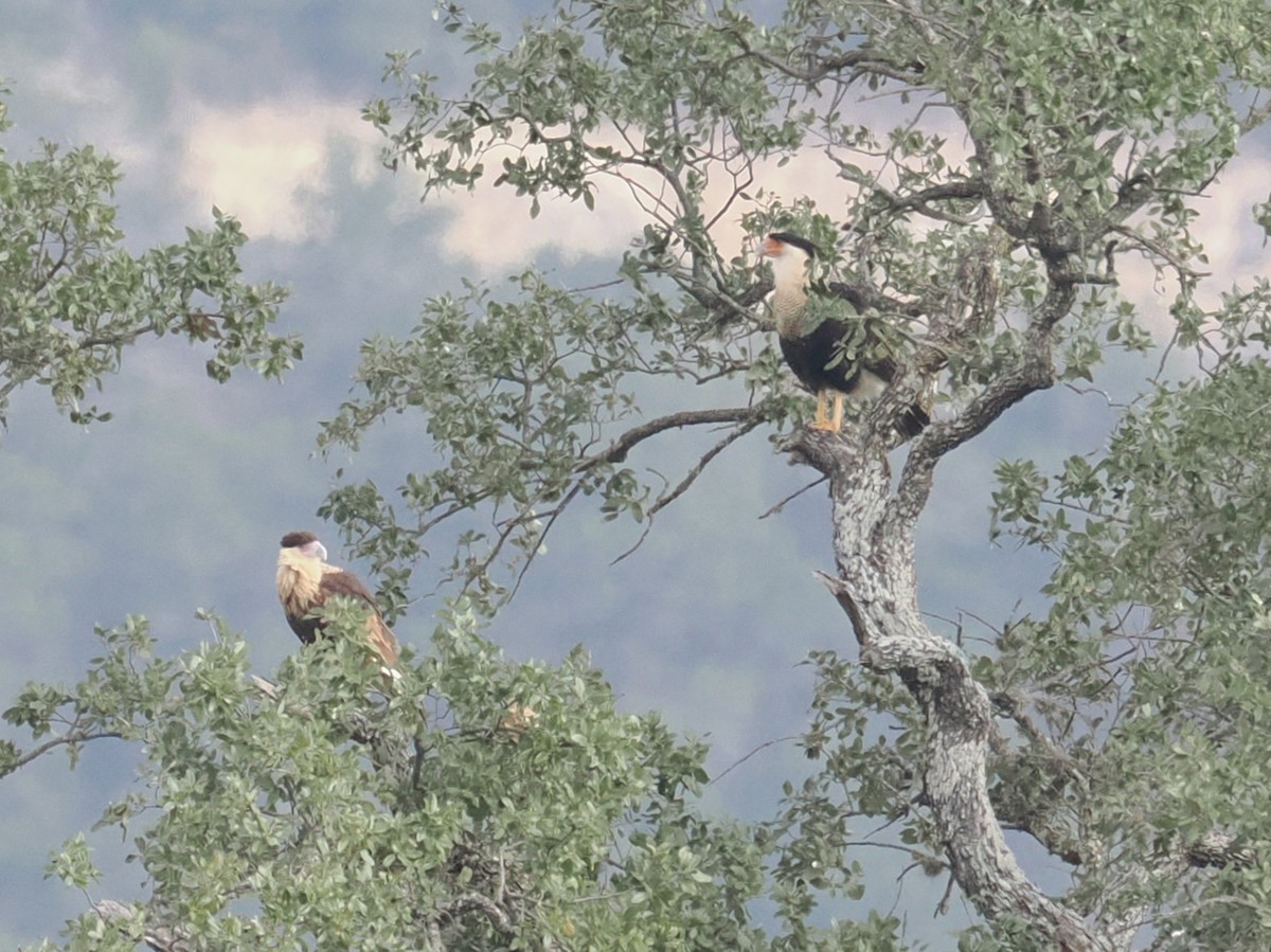 Crested Caracara (Northern) - ML646547530