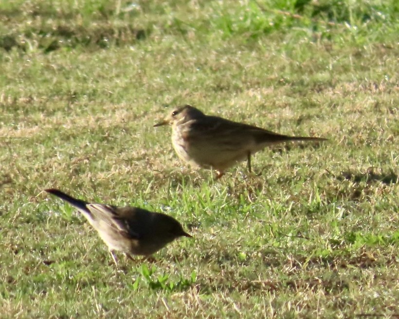 American Pipit - ML646547531