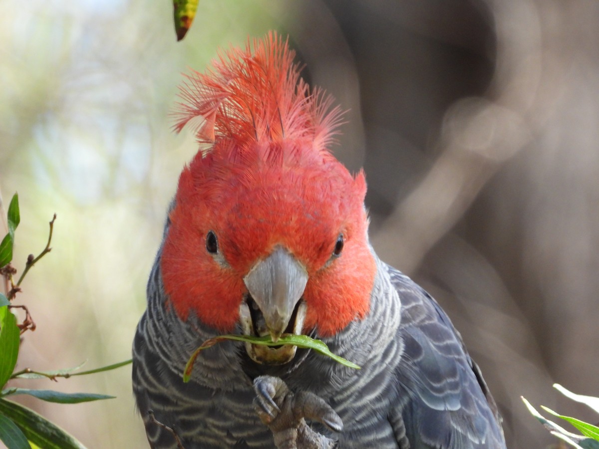 kakadu přílbový - ML646547532