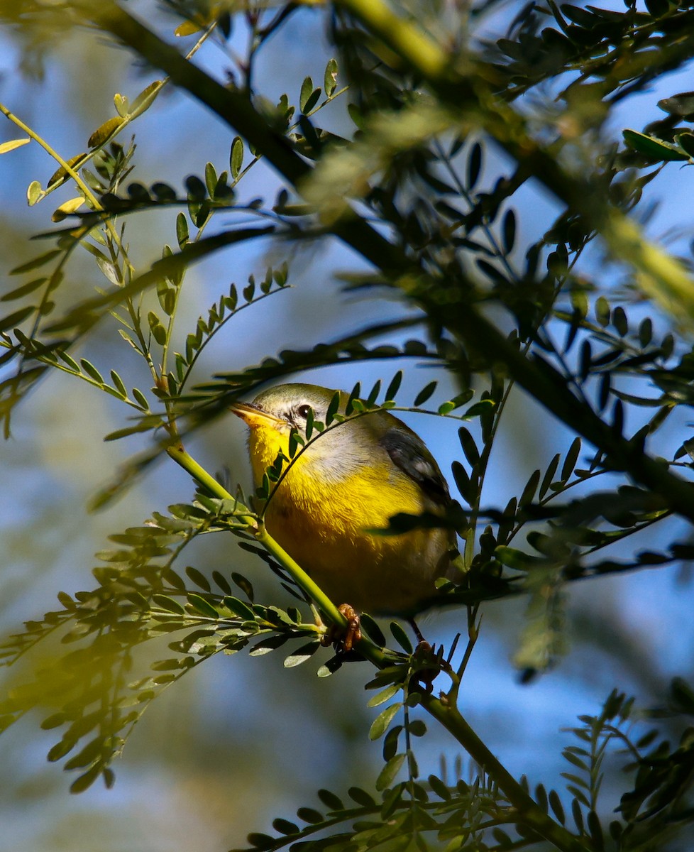 Northern Parula - ML646547533