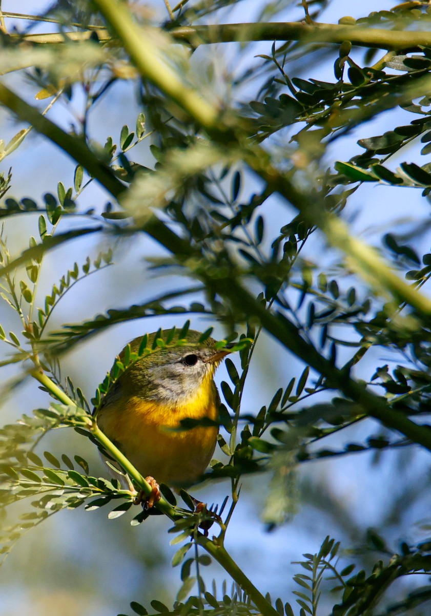 Northern Parula - ML646547534