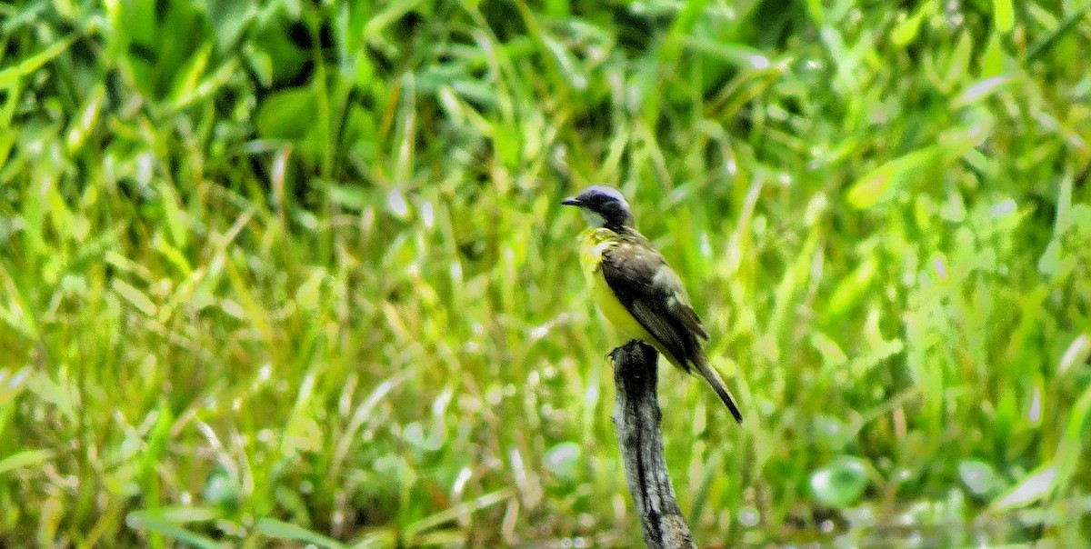 アカボウシヒタキモドキ - ML646547535