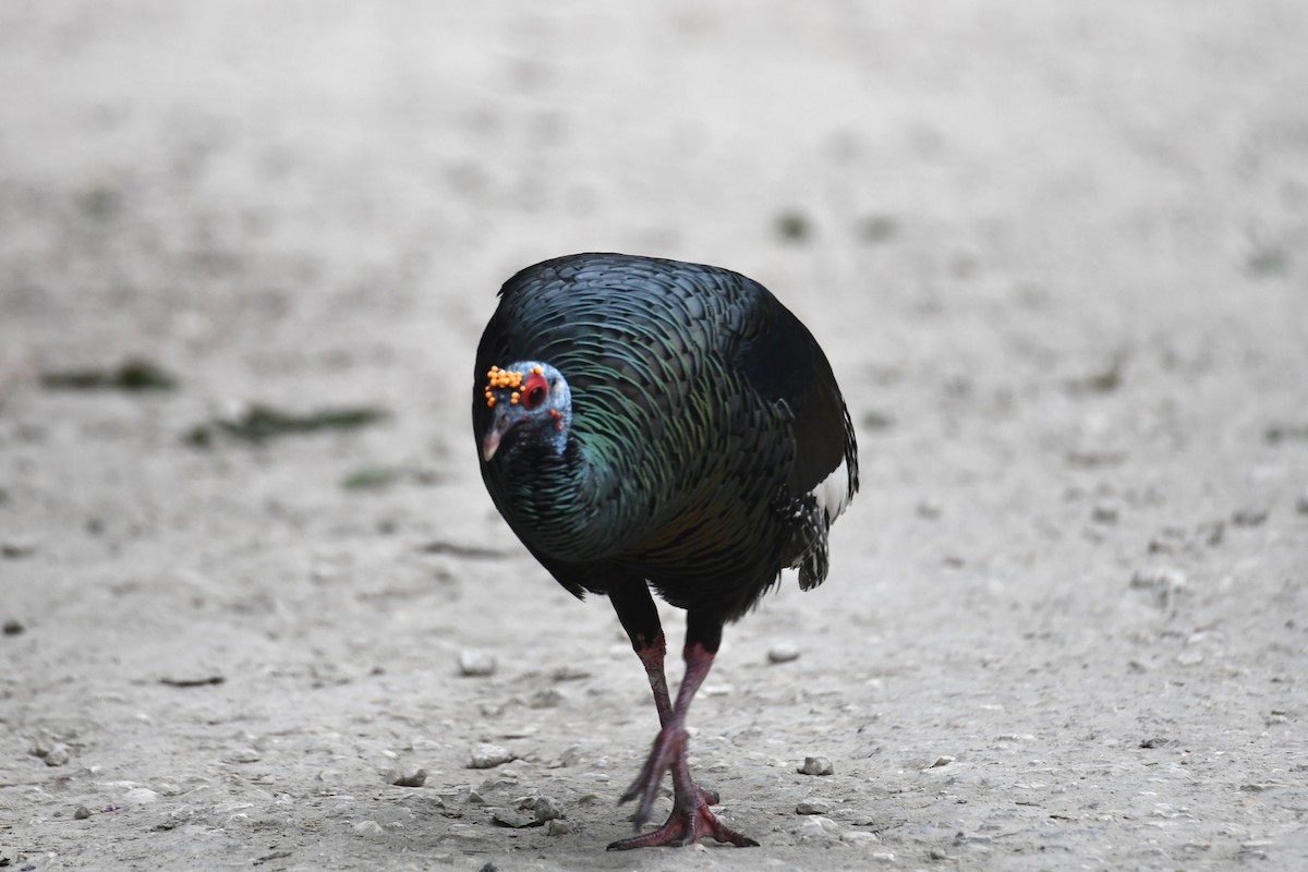 Guajolote Ocelado - ML646547538