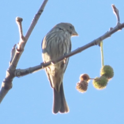 House Finch - ML646547540