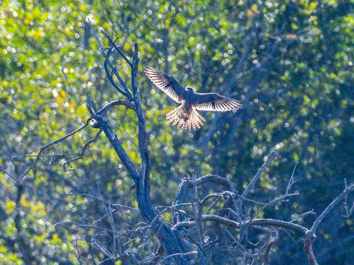 American Kestrel - ML646547541