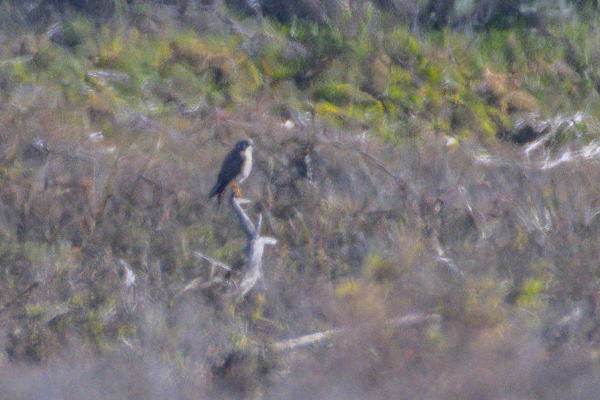 American Kestrel - ML646547543