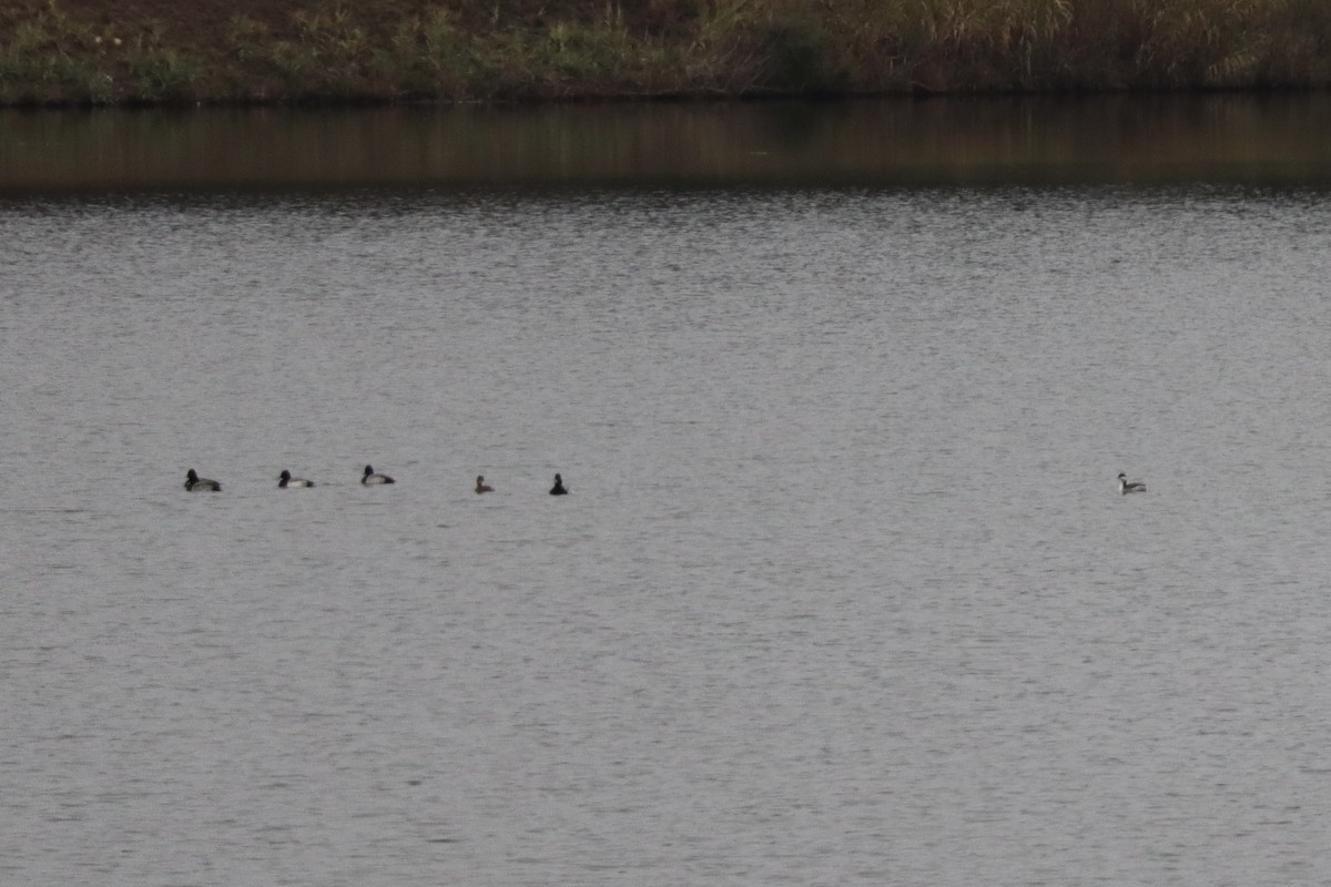 Lesser Scaup - ML646547548
