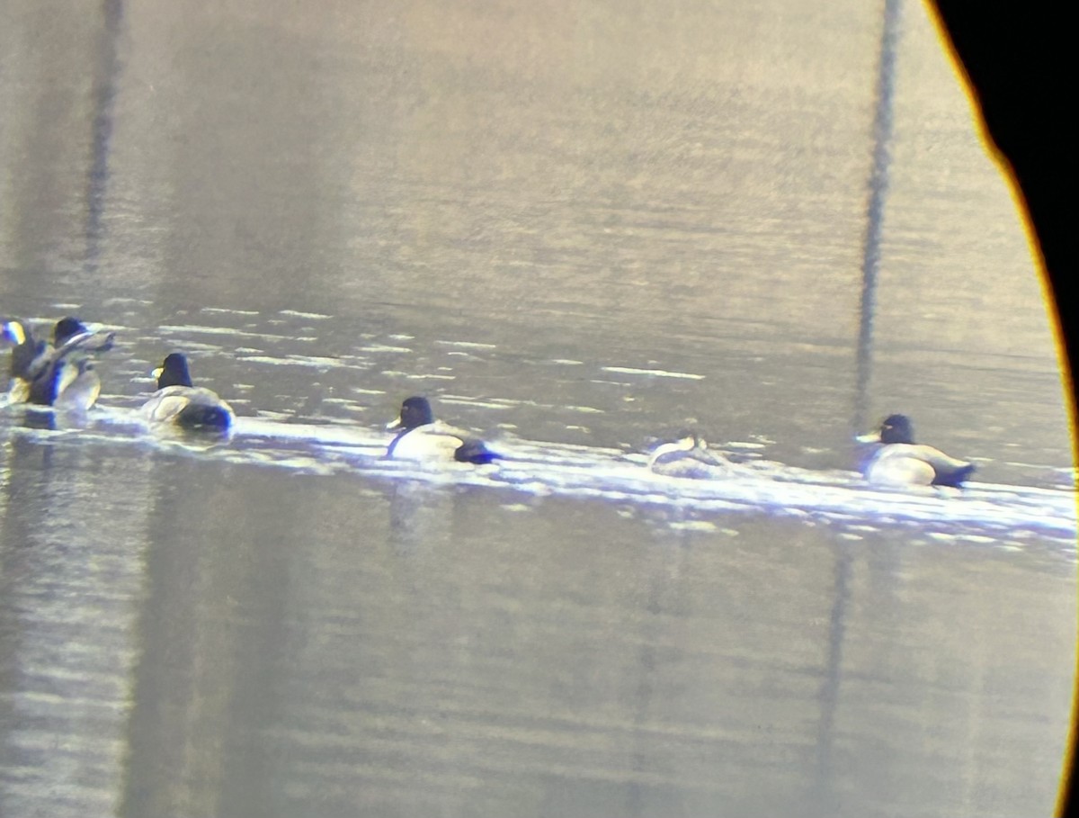 Lesser Scaup - ML646547549