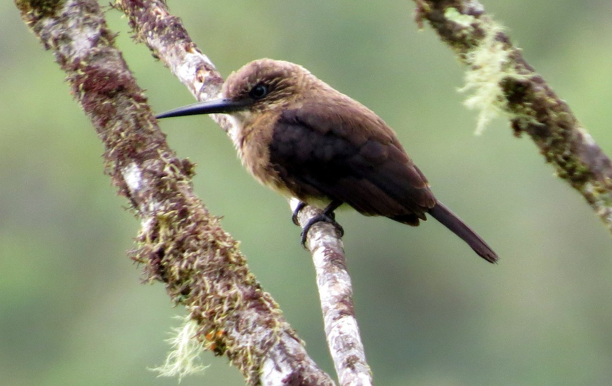 brunjakamar - ML646547551