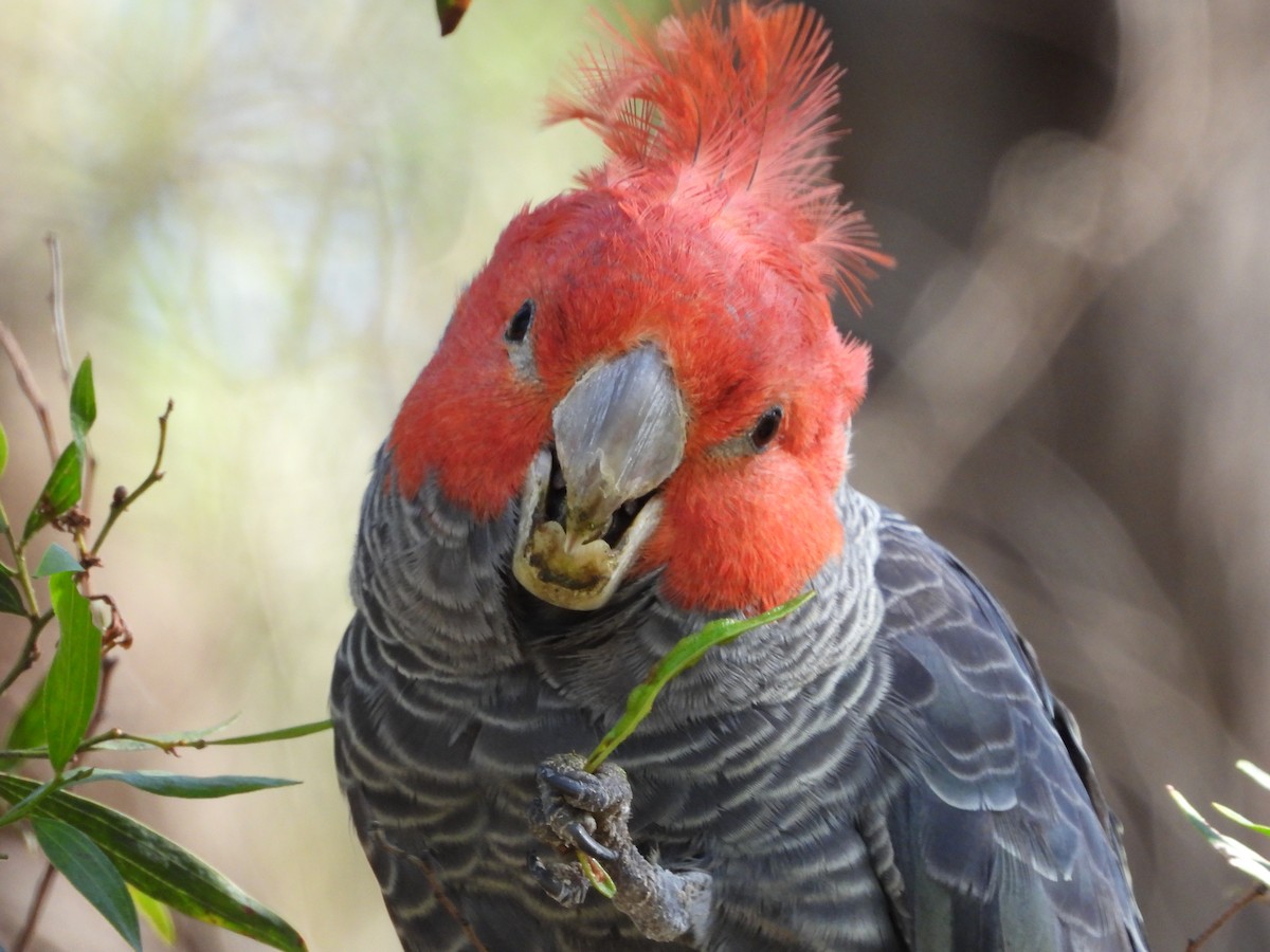 kakadu přílbový - ML646547552