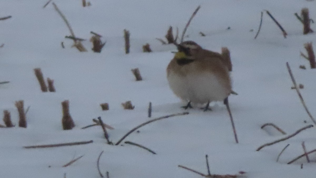 Ohrenlerche - ML646547553