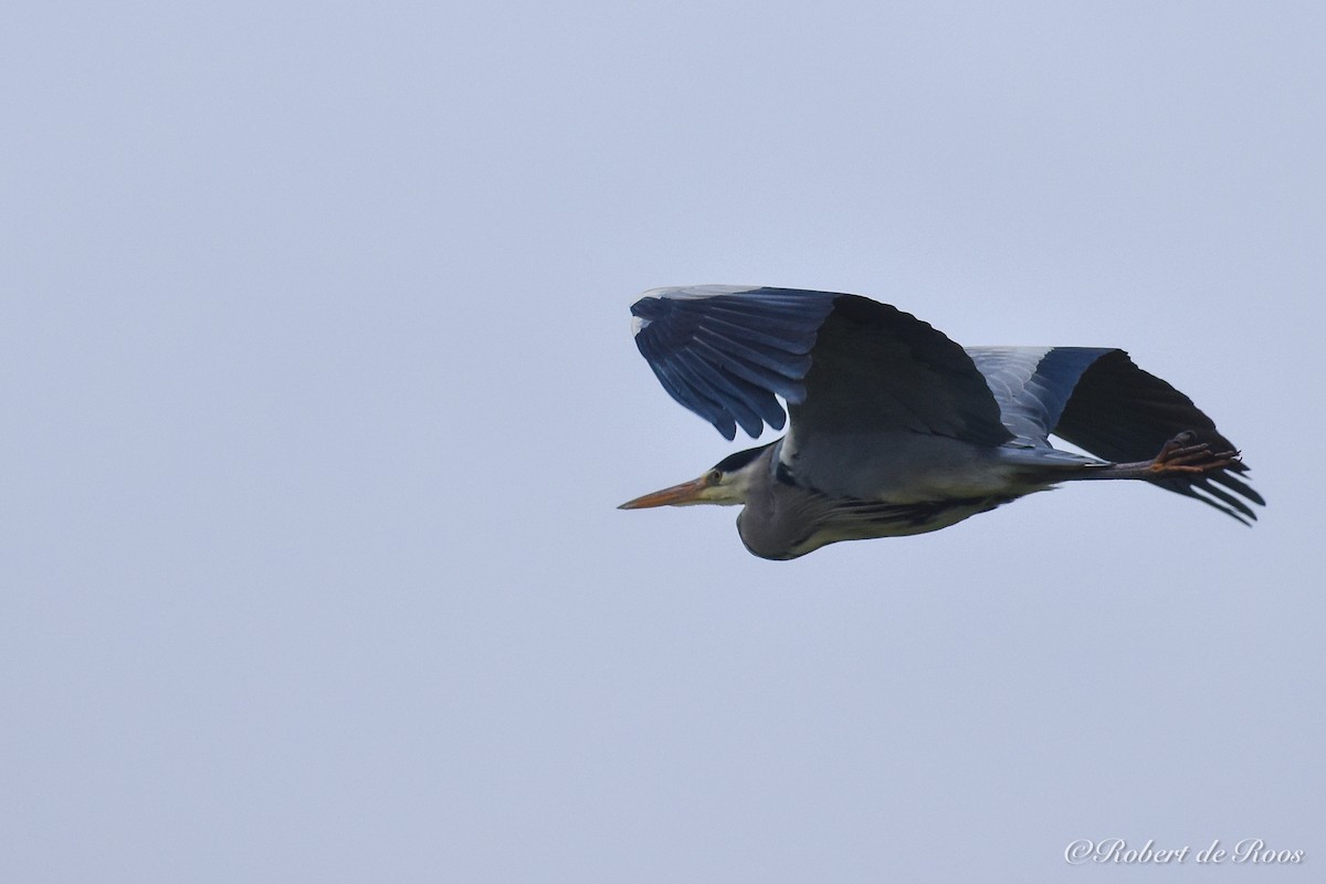 Gray Heron - ML646547554