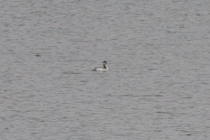 Horned Grebe - ML646547555