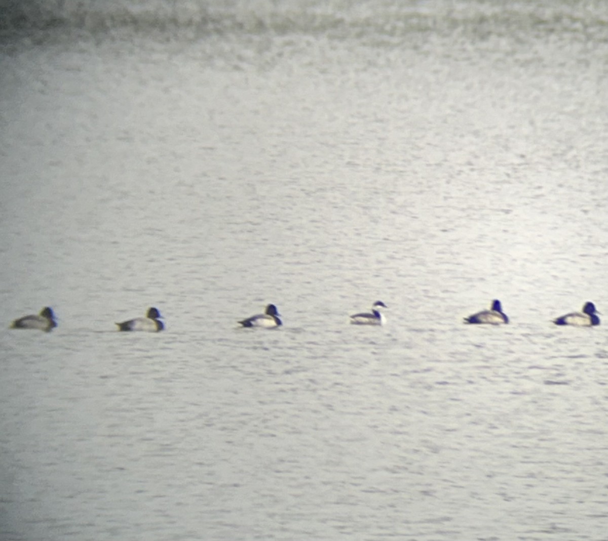 Horned Grebe - ML646547556