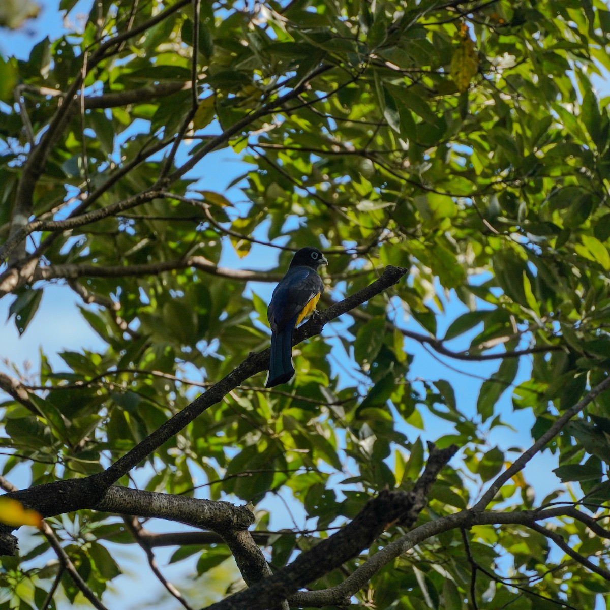 Black-headed Trogon - ML646547557