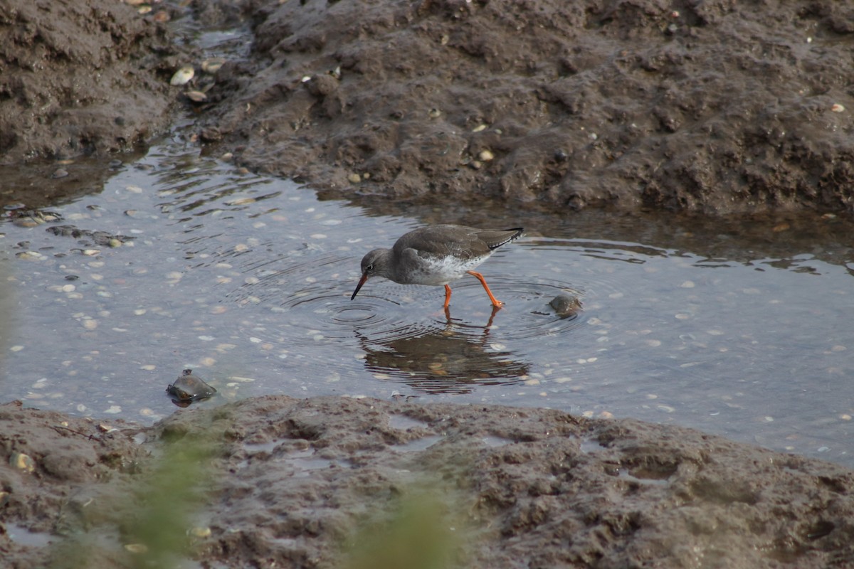 Common Redshank - ML646547558