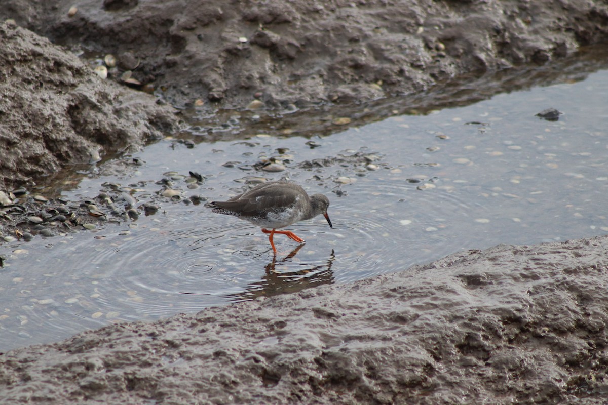 Common Redshank - ML646547559