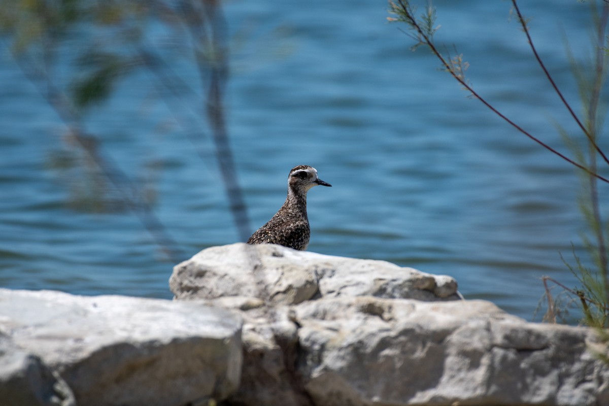 Chorlito Dorado Americano - ML646547561