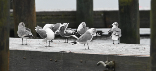 Laughing Gull - ML646547563
