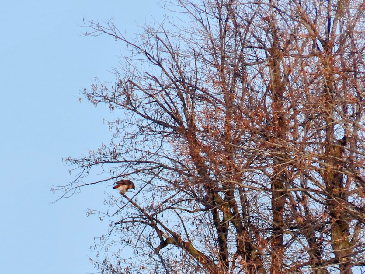 Red-tailed Hawk - ML646547565
