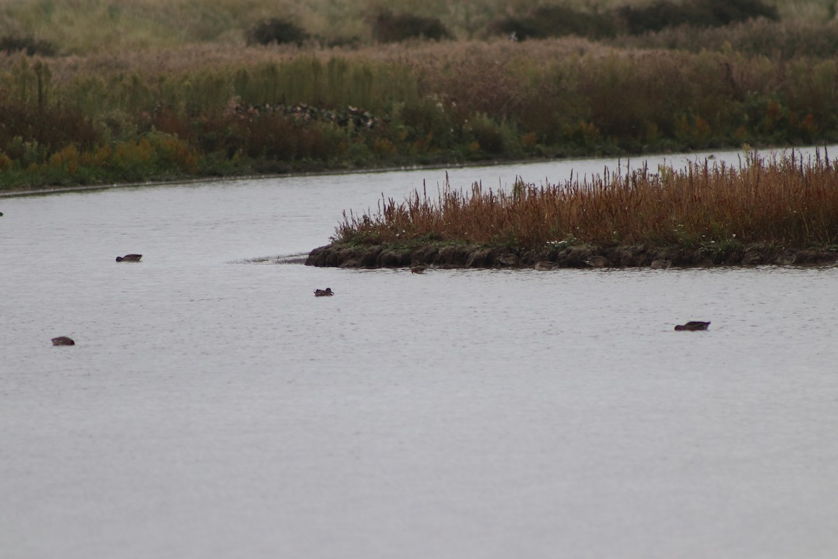 Common Snipe - ML646547566