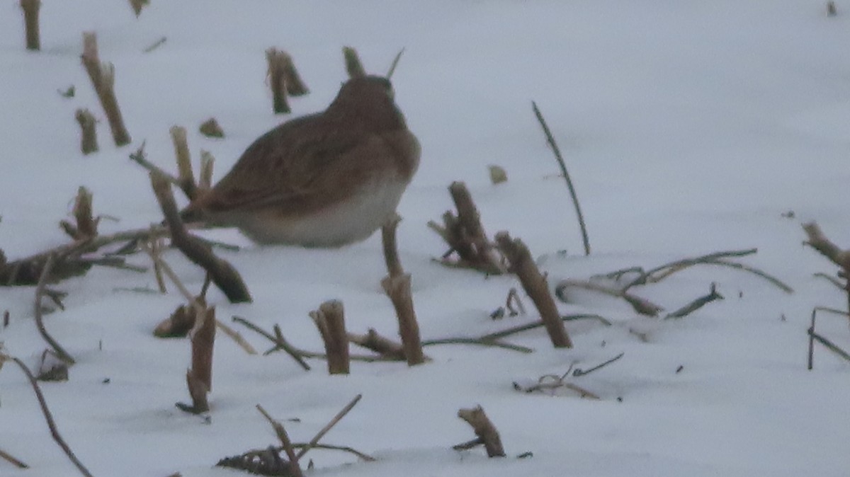 Ohrenlerche - ML646547567