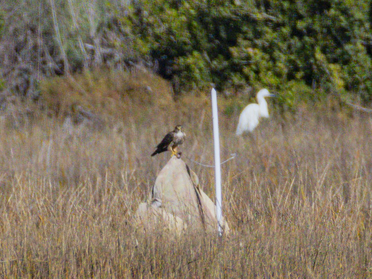 灰背隼 - ML646547568