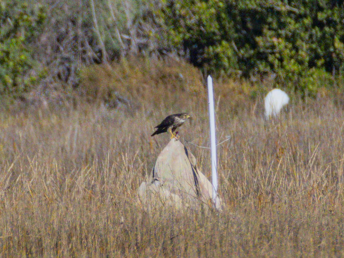 灰背隼 - ML646547569