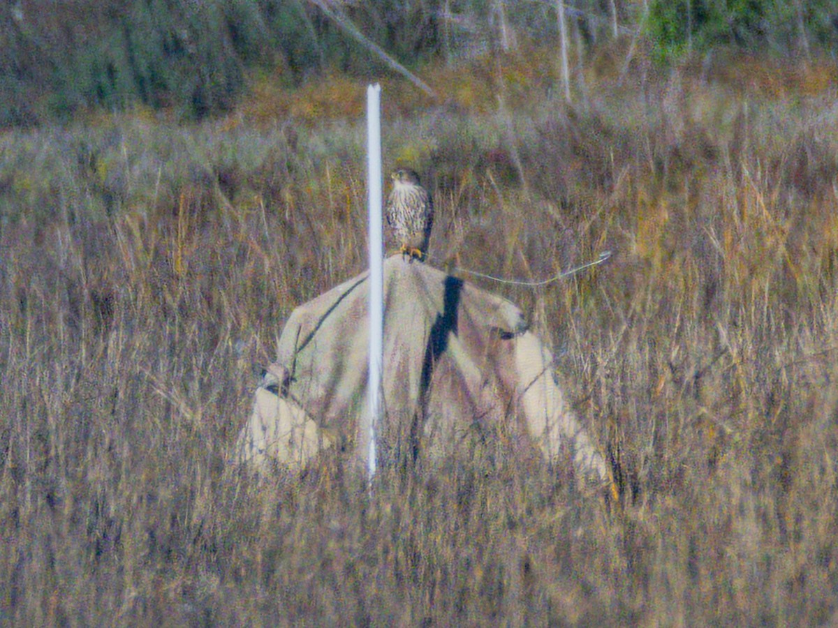 灰背隼 - ML646547570