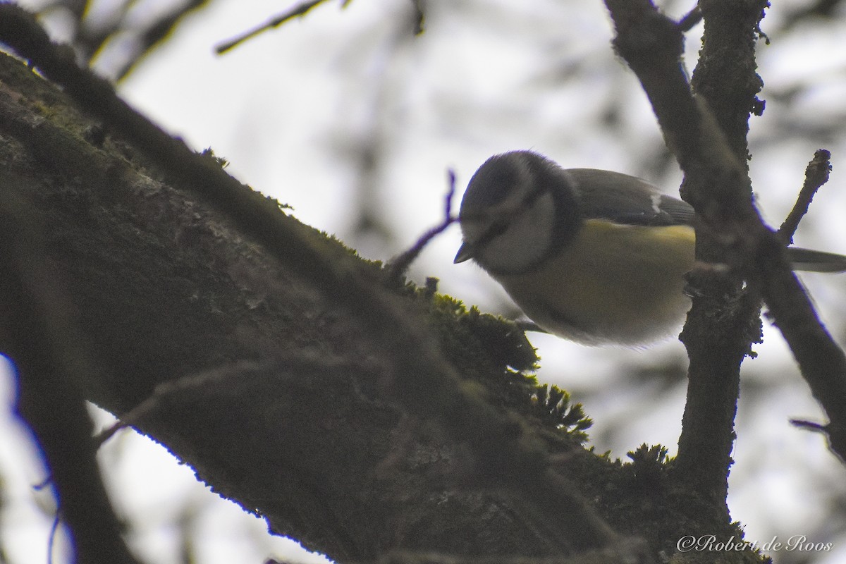 Eurasian Blue Tit - ML646547571