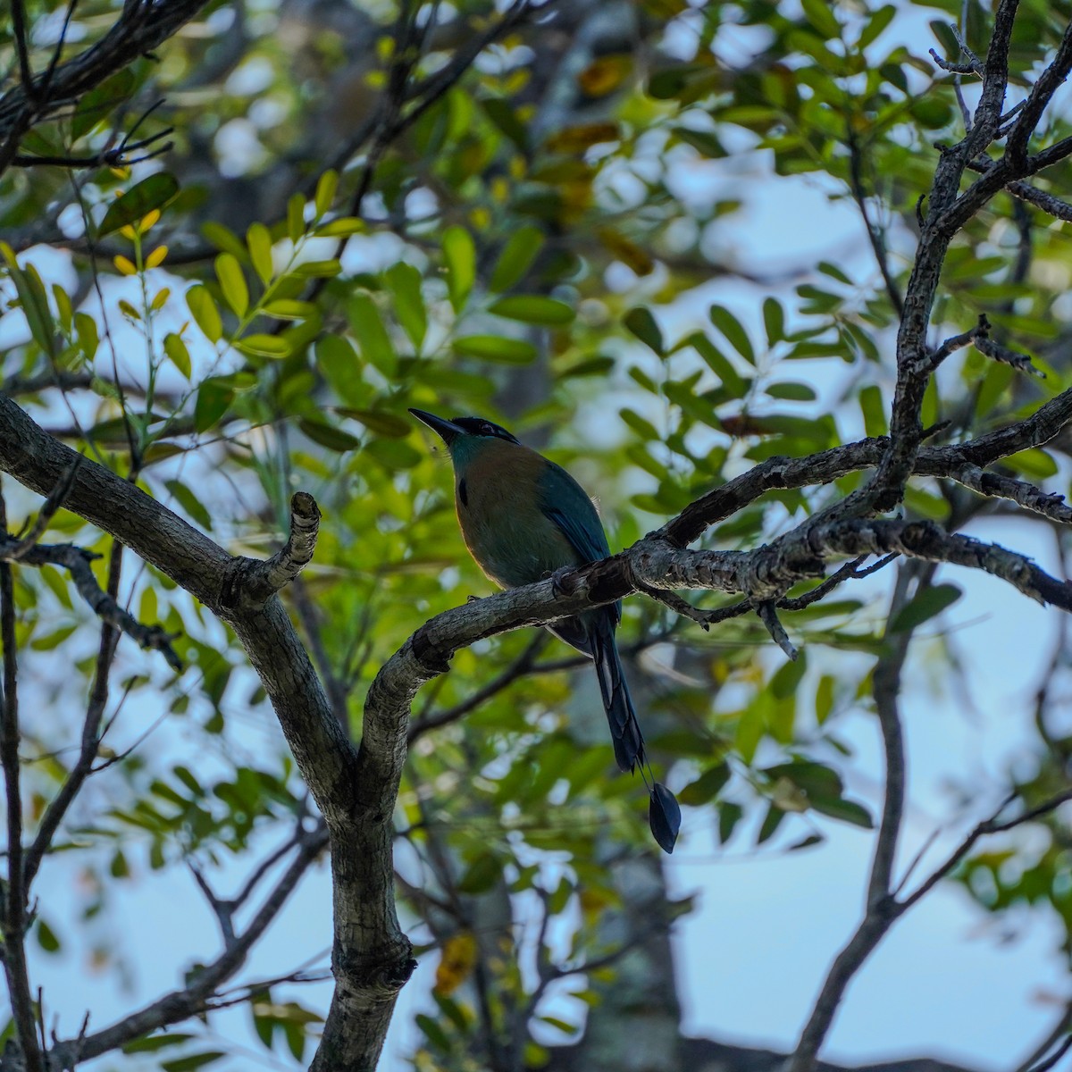 Lesson's Motmot - ML646547572