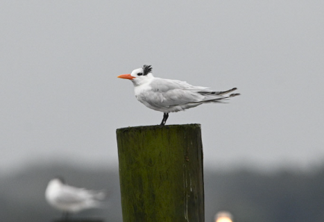 Royal Tern - ML646547573