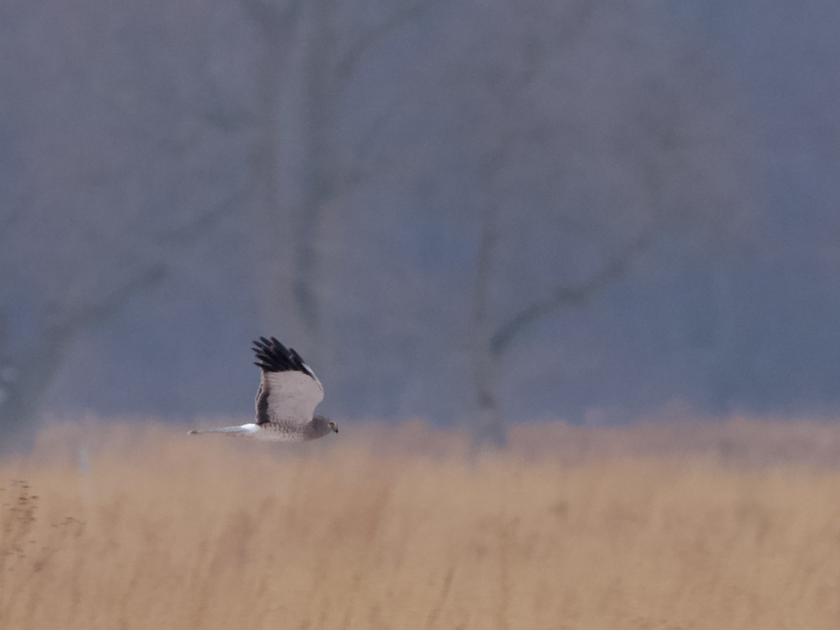 Hudsonweihe - ML646547574