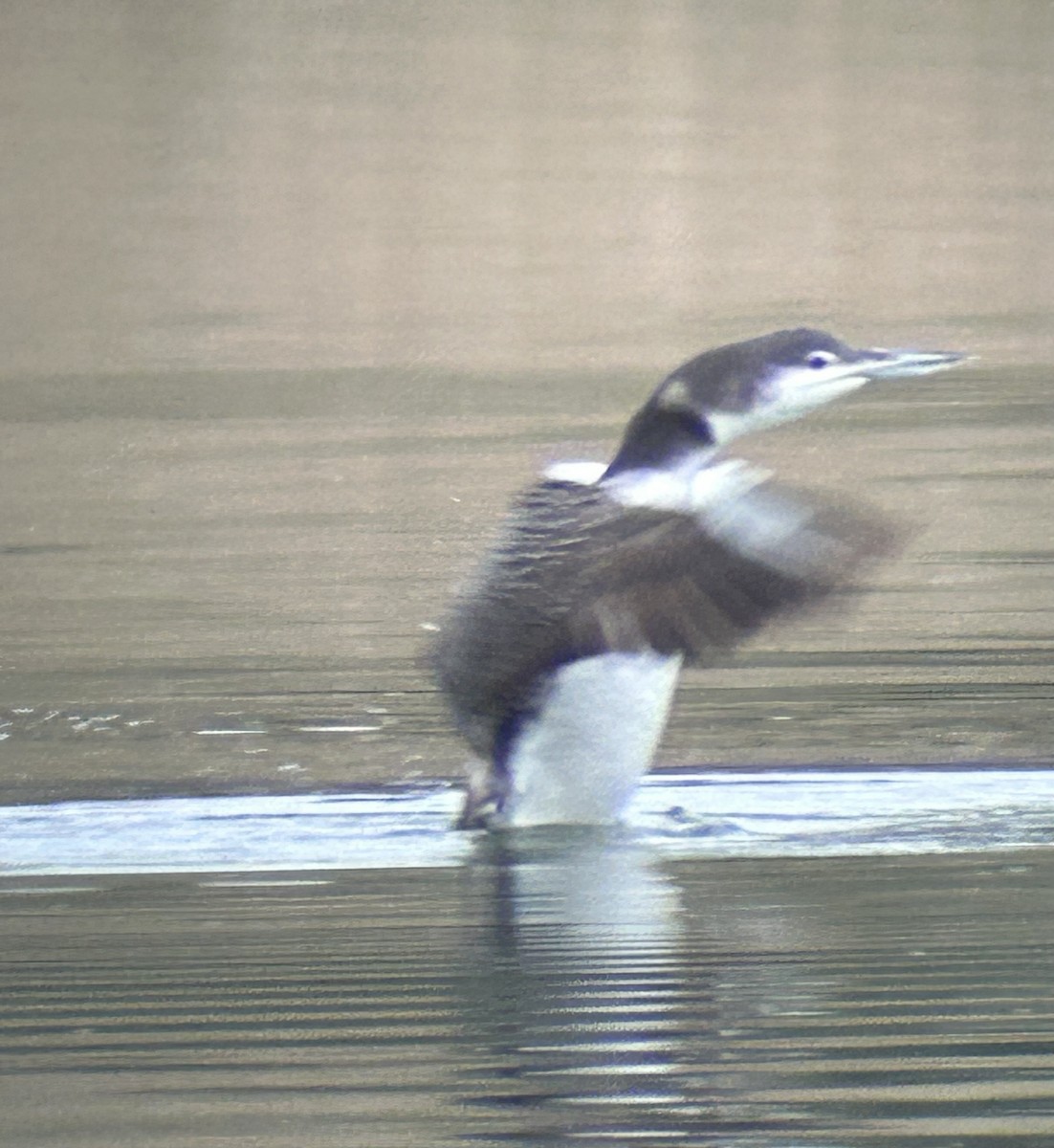 Common Loon - ML646547576