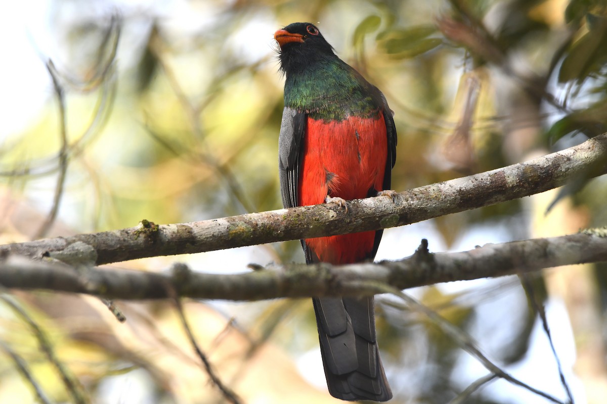 Trogón Grande (massena/hoffmanni) - ML646547577