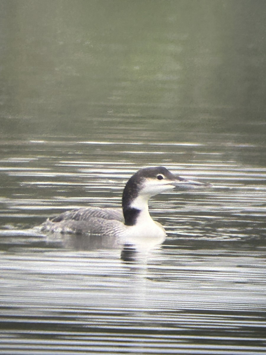 Common Loon - ML646547578