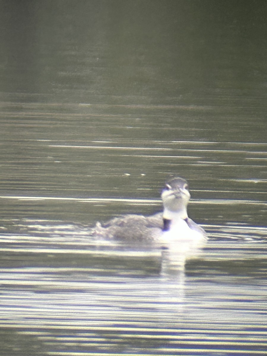 Common Loon - ML646547579