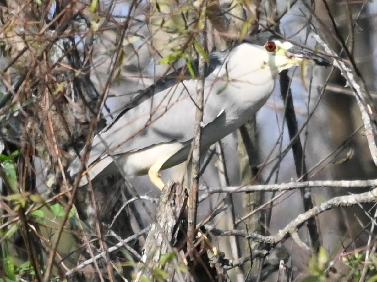 Кваква - ML646547580