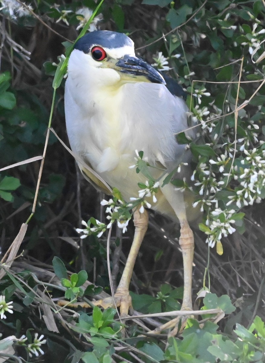 Кваква - ML646547581