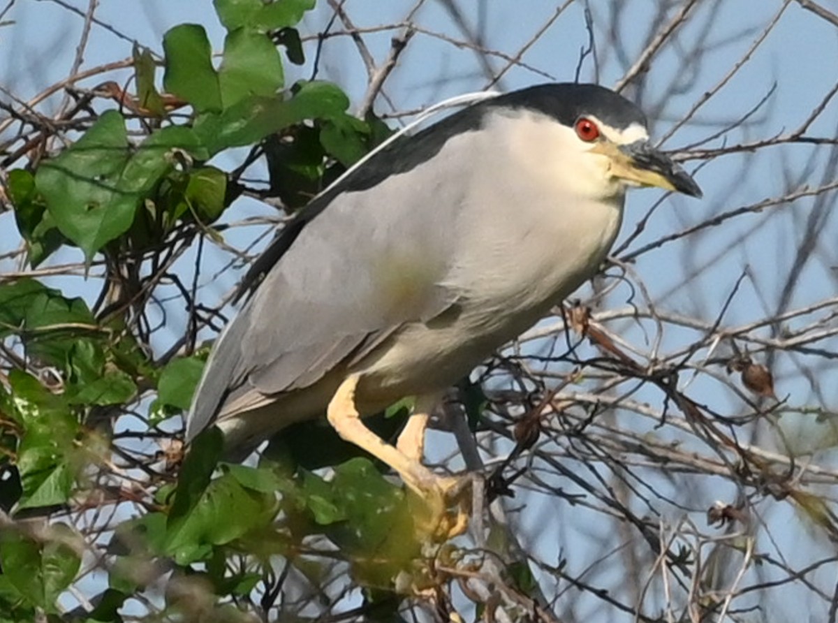 Кваква - ML646547582