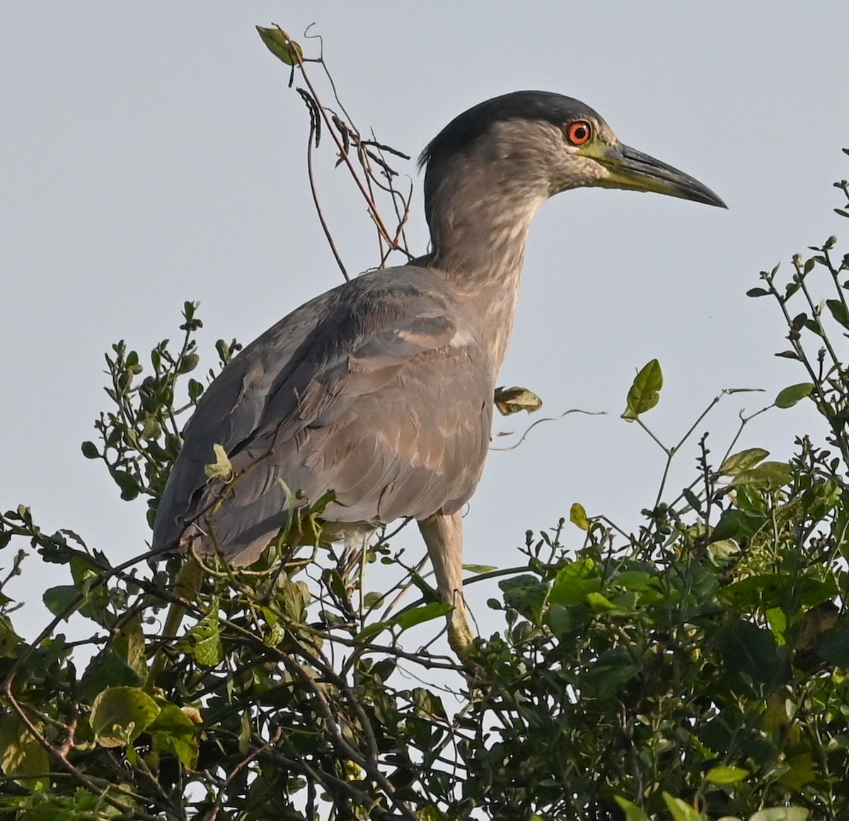 Кваква - ML646547583