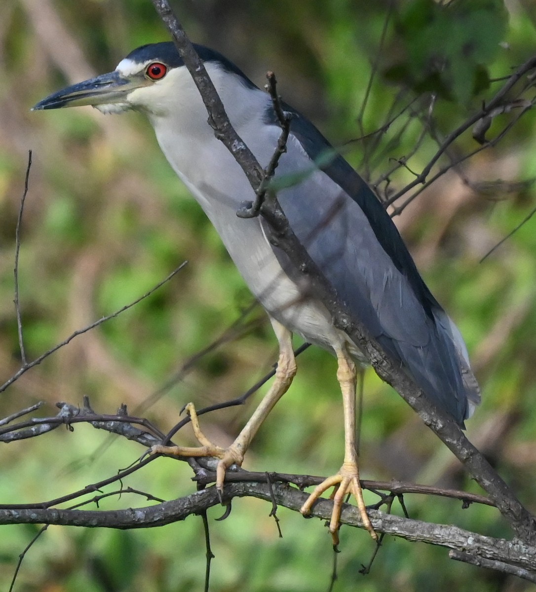 Кваква - ML646547584