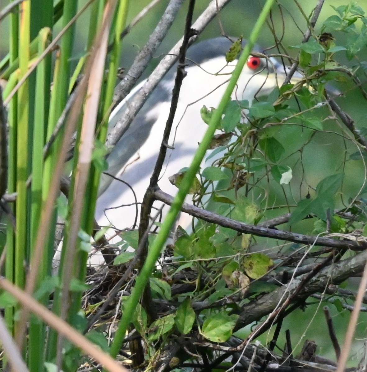 Кваква - ML646547585