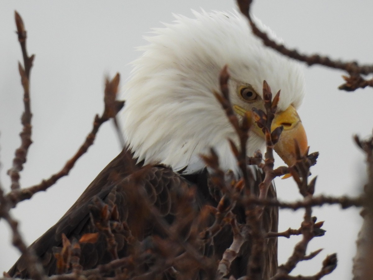 Ak Başlı Kartal - ML646547586