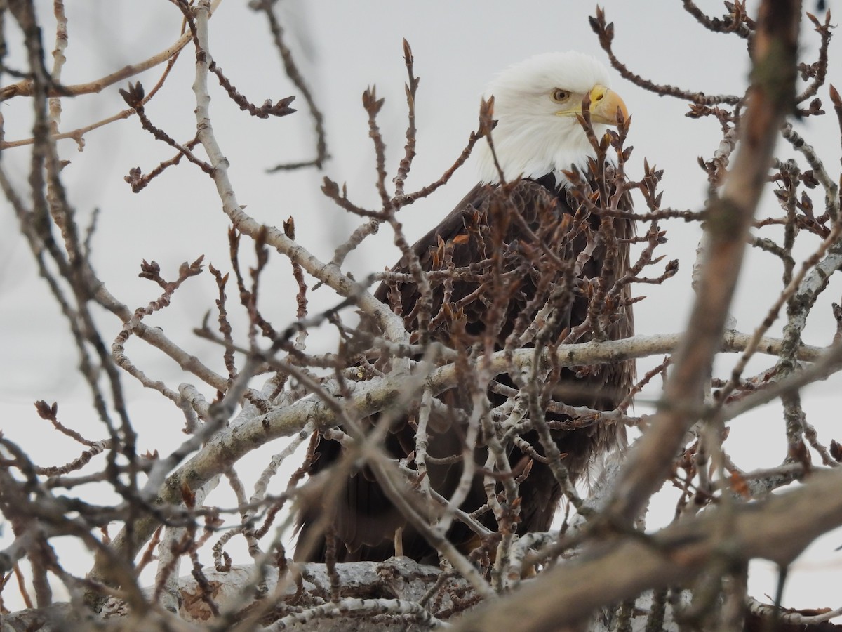 Ak Başlı Kartal - ML646547587
