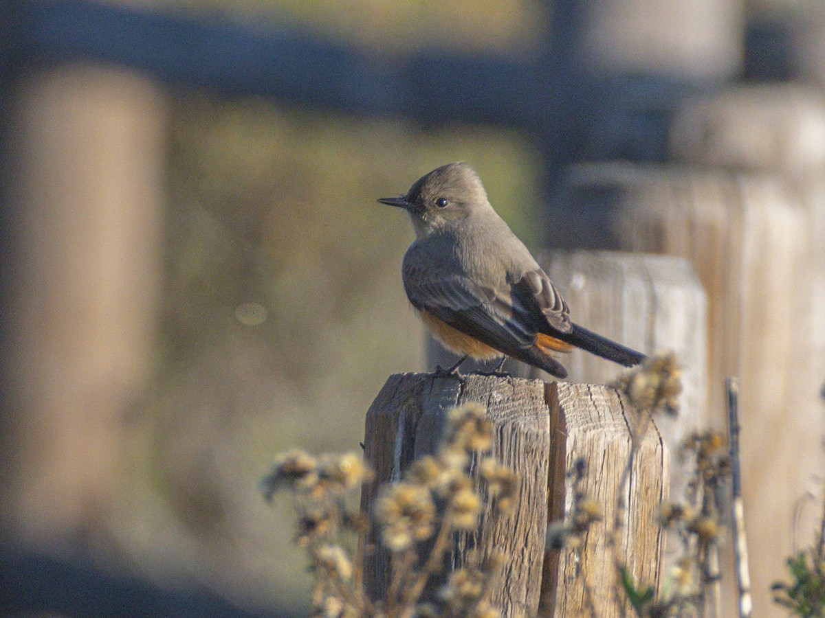 Say's Phoebe - ML646547588